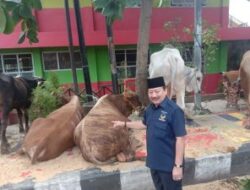 DPW NASDEM Sembelih Hewan Qurban sebanyak 45 Ekor Untuk Masyarakat Lampung.