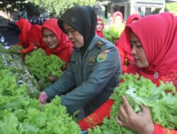 Manfaatkan Lahat sempit Persit Kodim 0410/KBLPanen Sayur Hidrofonik