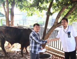 Rayakan Idul Adha 1445.H PLN salurkan 790 Paket Daging kurban Di Lampung