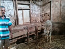 Kawanan Pencuri Sapi di Pekon Tulung Agung Resahkan Warga, Peternak Ketakutan