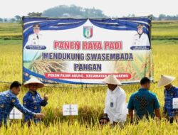 Panen Raya Padi di Pekon Fajaragung, Bupati Pringsewu  Riyanto Dukung  Swasembada Pangan