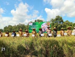Bupati H.Riyanto Pamungkas & Wabup Umi laila Pringsewu Panen Raya Padi Serentak