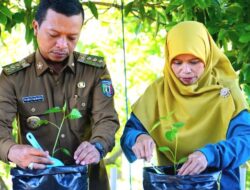 Pekarangan Jadi Solusi , Pringsewu Luncurkan Gerakan Tanam Cabai Massal