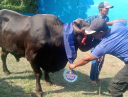 Pemkot Bandarlampung Melalui walikota Eva Dwiana Sebar 93  ekor Sapi dan Kambing Kurban Di Bandarlampung