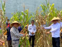 Panen Raya Jagung di Lapas Way Kanan Wujud Nyata Dukungan Ketahanan Pangan
