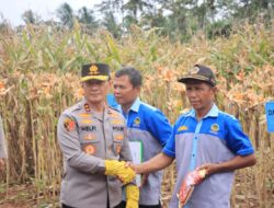 Kapolda Lampung Pimpin Panen Raya Jagung.