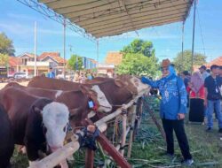 Pemprov Lampung Tegaskan Pasokan Daging Sapi Aman, Neraca 2025 Surplus
