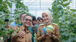 Wagub Jihan Nurlela Panen Raya Melon di SMK Negeri Pertanian Pembangunan Natar