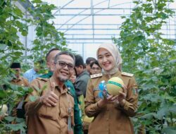 Wagub Jihan Nurlela Panen Raya Melon di SMK Negeri Pertanian Pembangunan Natar