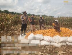 Swasembada Pangan di Negara Batin, Polisi dan Warga Panen Jagung Serentak Kuartal I