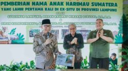 Gubernur Rahmat Mirzani Djausal Perkenalkan Anak Harimau Sumatera Bernama Puspa dan Muli Sikop di Taman Satwa Lembah Hijau