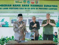 Gubernur Rahmat Mirzani Djausal Perkenalkan Anak Harimau Sumatera Bernama Puspa dan Muli Sikop di Taman Satwa Lembah Hijau