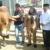 Pemkot Bandar Lampung Menyalurkan Hewan Kurban 161 Ekor kepada Masyarakat Bandar lampung