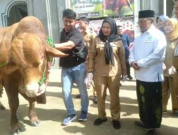 Pemkot Bandar Lampung Menyalurkan Hewan Kurban 161 Ekor kepada Masyarakat Bandar lampung