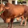 Presiden Prabowo Dalurkan 16 Sapi Kurban ke Lampung Untuk Idul Adha 1447.H