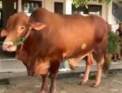 Presiden Prabowo Salurkan 16 Sapi Kurban ke Lampung Untuk Idul Adha 1447.H