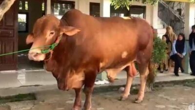 Presiden Prabowo Dalurkan 16 Sapi Kurban ke Lampung Untuk Idul Adha 1447.H