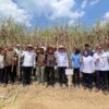 PANEN TEBU DI REGISTER 44 JADI MOMENTUM KEBANGKITAN EKONOMI MASYARAKAT WAY KANAN