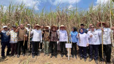 PANEN TEBU DI REGISTER 44 JADI MOMENTUM KEBANGKITAN EKONOMI MASYARAKAT WAY KANAN