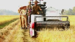 Bupati Riyanto Panen Raya Corporate Farming di Lahan Bengkok BUMDes Pekon Pujudadi