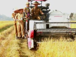 Bupati Riyanto Panen Raya Corporate Farming di Lahan Bengkok BUMDes Pekon Pujudadi